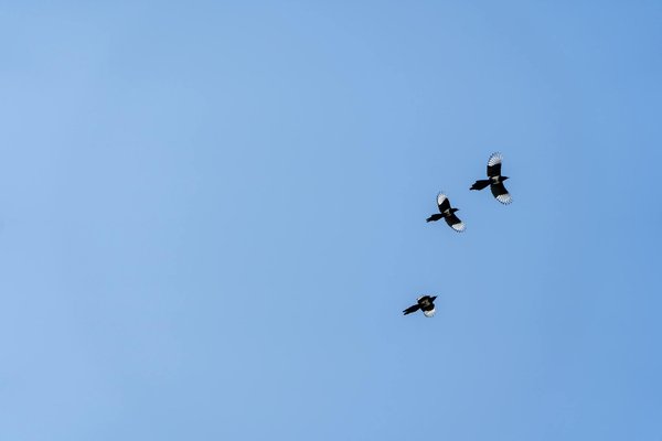 Entdecke die positiven auswirkungen von yoga auf körper und geist: ein umfassender leitfaden zur gesundheit